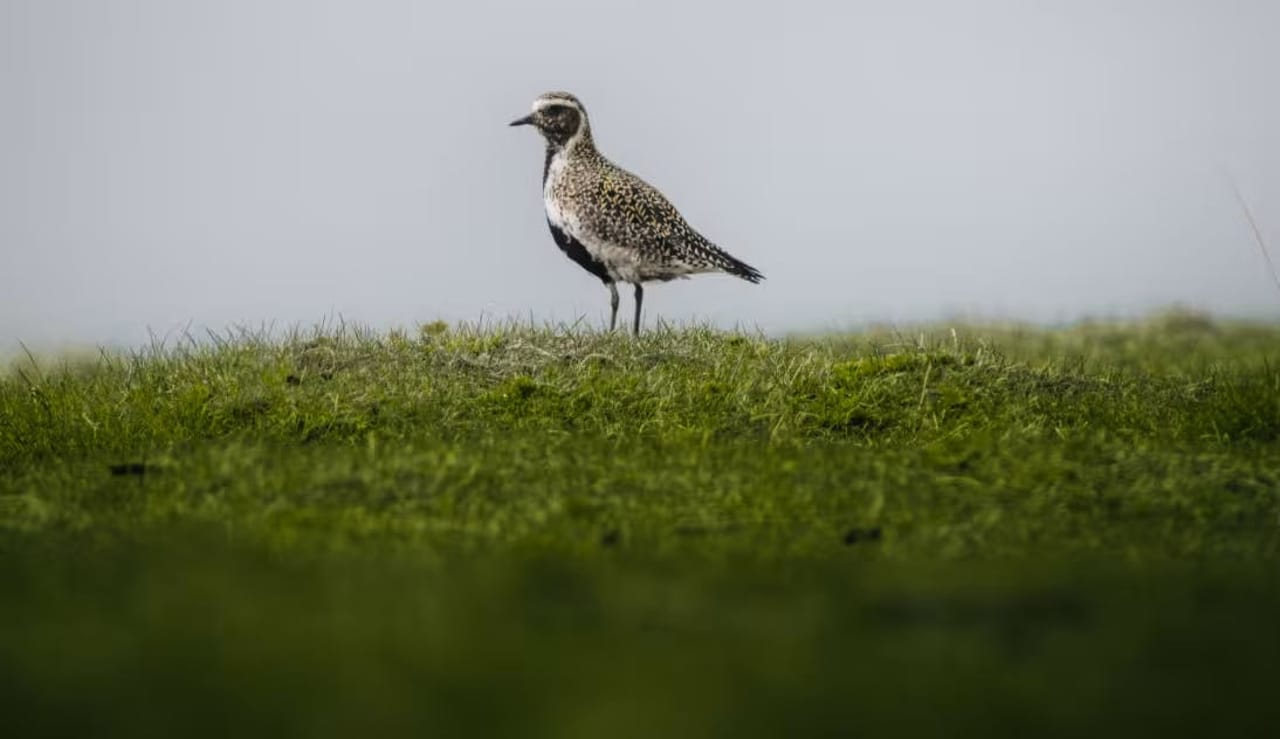 European golden plover near Bakkatjörn in Seltjarnarnes. Credit: Visit Reykjavík